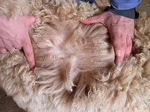 Clicca per ingrandire