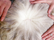 Clicca per ingrandire