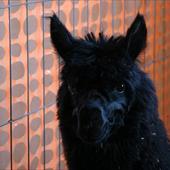 Clicca_per_INGRANDIRE_la_Foto