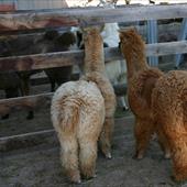 Clicca_per_INGRANDIRE_la_Foto