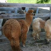 Clicca_per_INGRANDIRE_la_Foto