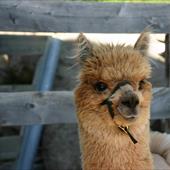 Clicca_per_INGRANDIRE_la_Foto