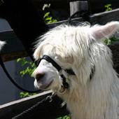 Clicca_per_INGRANDIRE_la_Foto