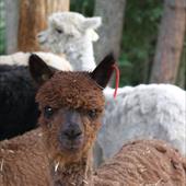 Clicca_per_INGRANDIRE_la_Foto