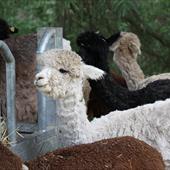 Clicca_per_INGRANDIRE_la_Foto