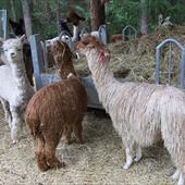 Clicca_per_INGRANDIRE_la_Foto