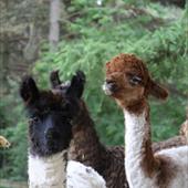 Clicca_per_INGRANDIRE_la_Foto