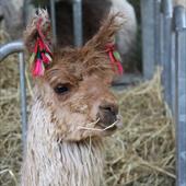 Clicca_per_INGRANDIRE_la_Foto