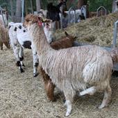 Clicca_per_INGRANDIRE_la_Foto