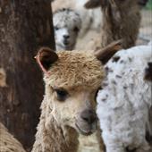 Clicca_per_INGRANDIRE_la_Foto