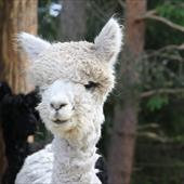 Clicca_per_INGRANDIRE_la_Foto