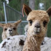 Clicca_per_INGRANDIRE_la_Foto