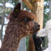 Clicca_per_INGRANDIRE_la_Foto