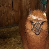 Clicca_per_INGRANDIRE_la_Foto