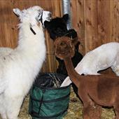 Clicca_per_INGRANDIRE_la_Foto