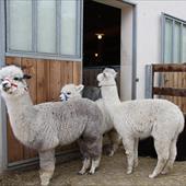 Clicca_per_INGRANDIRE_la_Foto