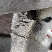 Clicca_per_INGRANDIRE_la_Foto