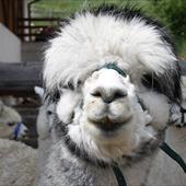 Clicca_per_INGRANDIRE_la_Foto