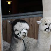 Clicca_per_INGRANDIRE_la_Foto