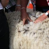 Clicca_per_INGRANDIRE_la_Foto