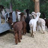 Clicca_per_INGRANDIRE_la_Foto