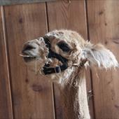 Clicca_per_INGRANDIRE_la_Foto