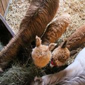 Clicca_per_INGRANDIRE_la_Foto