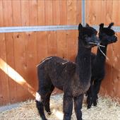 Clicca_per_INGRANDIRE_la_Foto