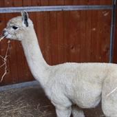 Clicca_per_INGRANDIRE_la_Foto