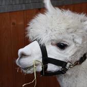 Clicca_per_INGRANDIRE_la_Foto