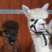 Clicca_per_INGRANDIRE_la_Foto