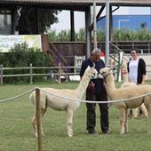 Clicca_per_INGRANDIRE_la_Foto