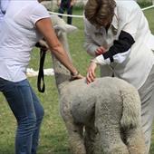 Clicca_per_INGRANDIRE_la_Foto