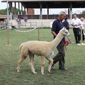 Clicca_per_INGRANDIRE_la_Foto