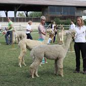 Clicca_per_INGRANDIRE_la_Foto