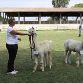 Clicca_per_INGRANDIRE_la_Foto