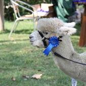 Clicca_per_INGRANDIRE_la_Foto