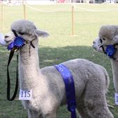 Clicca_per_INGRANDIRE_la_Foto