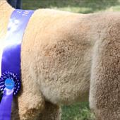 Clicca_per_INGRANDIRE_la_Foto