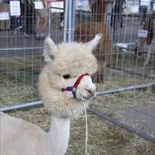 Clicca_per_INGRANDIRE_la_Foto