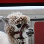 Clicca_per_INGRANDIRE_la_Foto