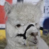 Clicca_per_INGRANDIRE_la_Foto