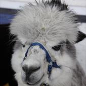 Clicca_per_INGRANDIRE_la_Foto