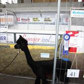 Clicca_per_INGRANDIRE_la_Foto