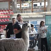 Clicca_per_INGRANDIRE_la_Foto