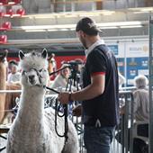 Clicca_per_INGRANDIRE_la_Foto