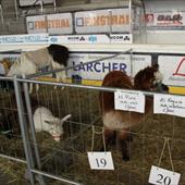 Clicca_per_INGRANDIRE_la_Foto