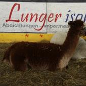 Clicca_per_INGRANDIRE_la_Foto